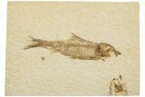 Fossil Fish (Knightia) - Wyoming #233149-1
